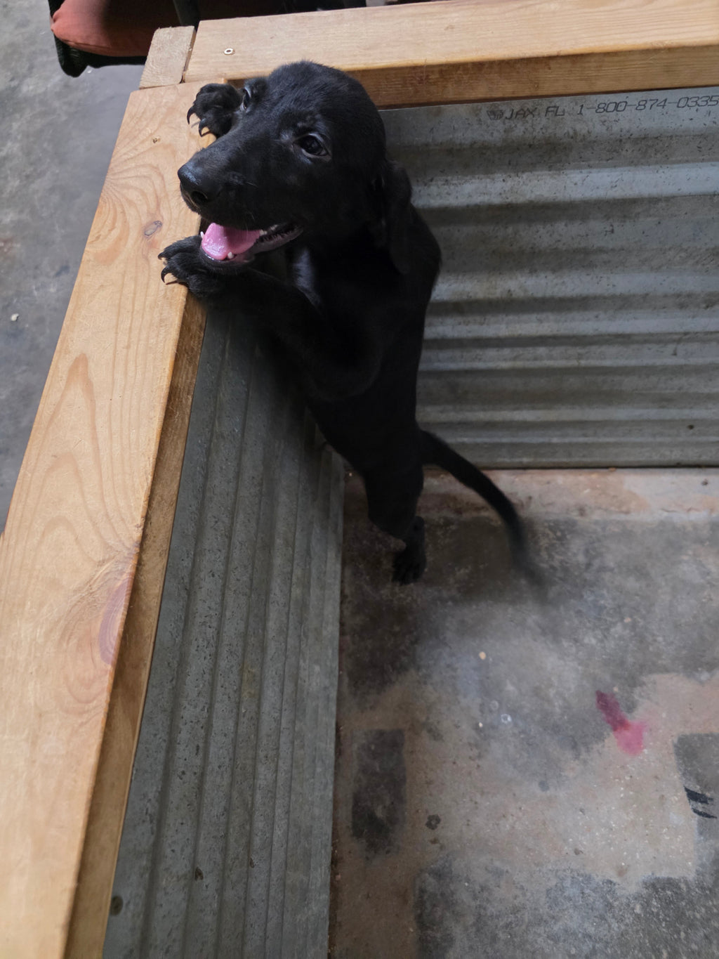 Puppy Reservation
