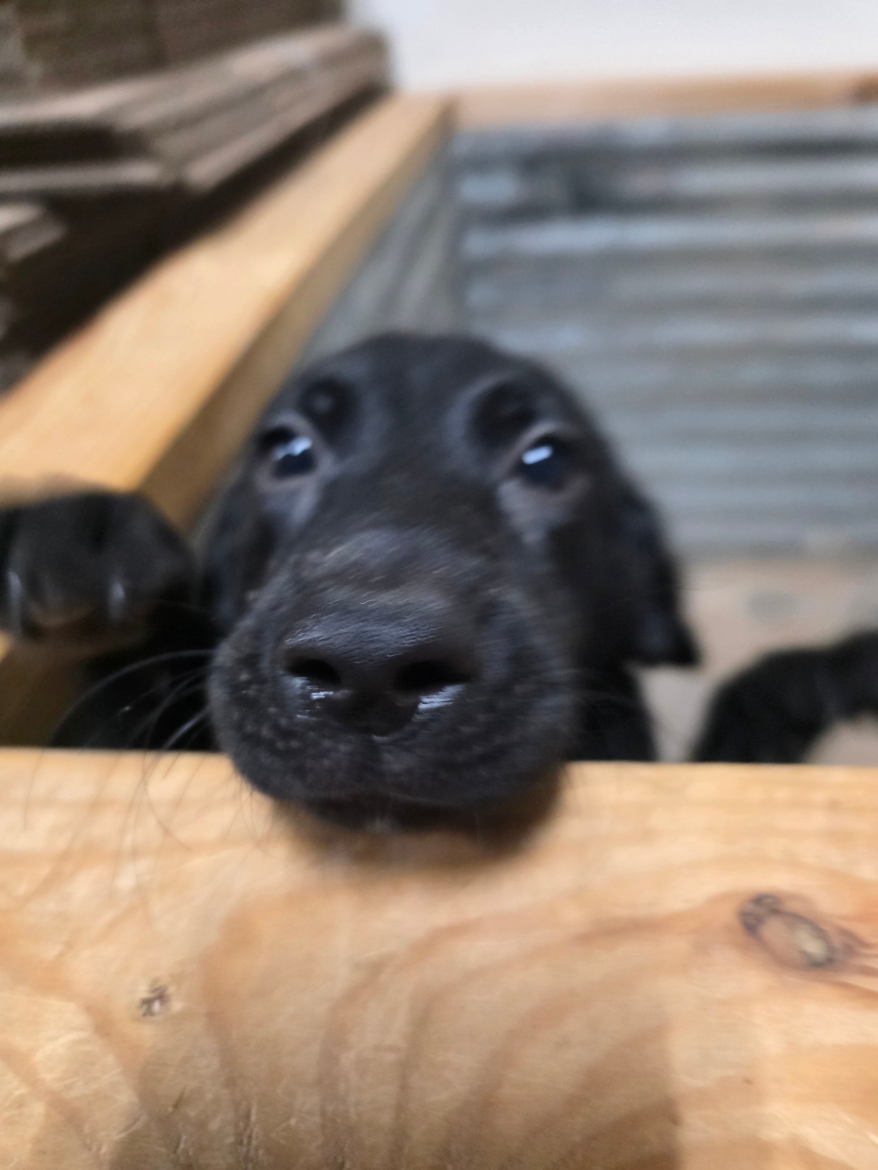 Puppy Reservation