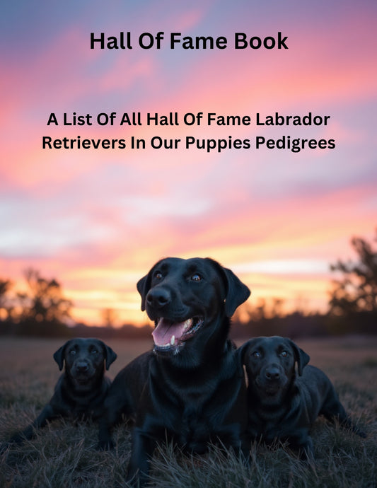 The List Of Hall Of Fame Labradors In Our Puppies History