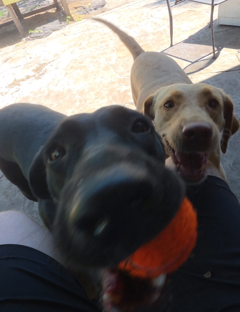 Puppy Reservation