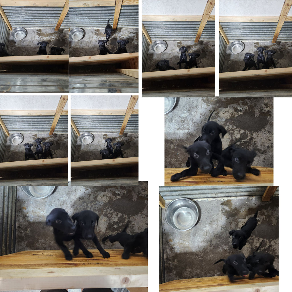 Sugar & Recon's Purebred Labrador Puppies 900+ Titles Champion-Pedigree Labrador Puppies AKC Registered