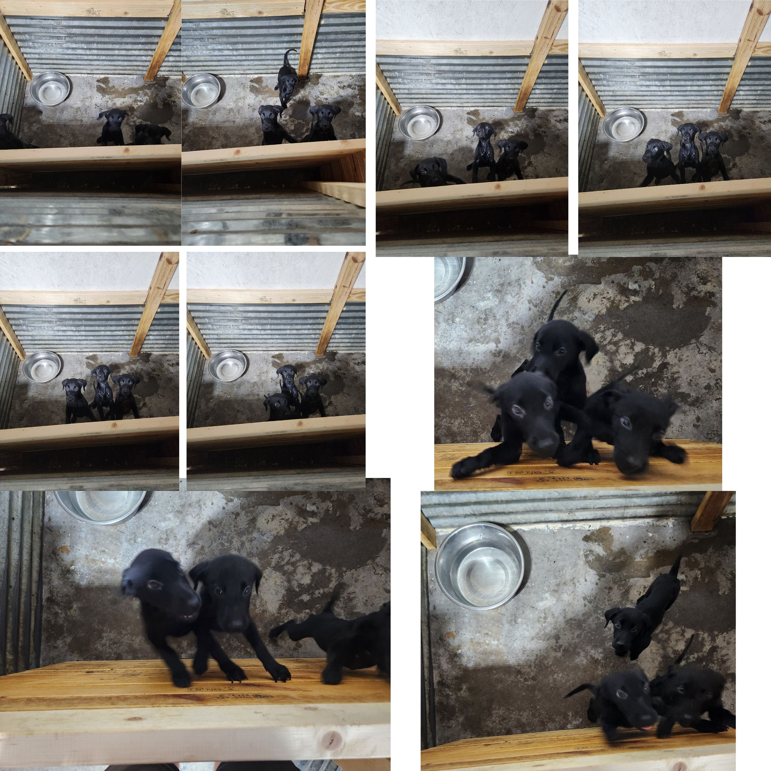 Sugar & Recon's Purebred Labrador Puppies 900+ Titles Champion-Pedigree Labrador Puppies AKC Registered