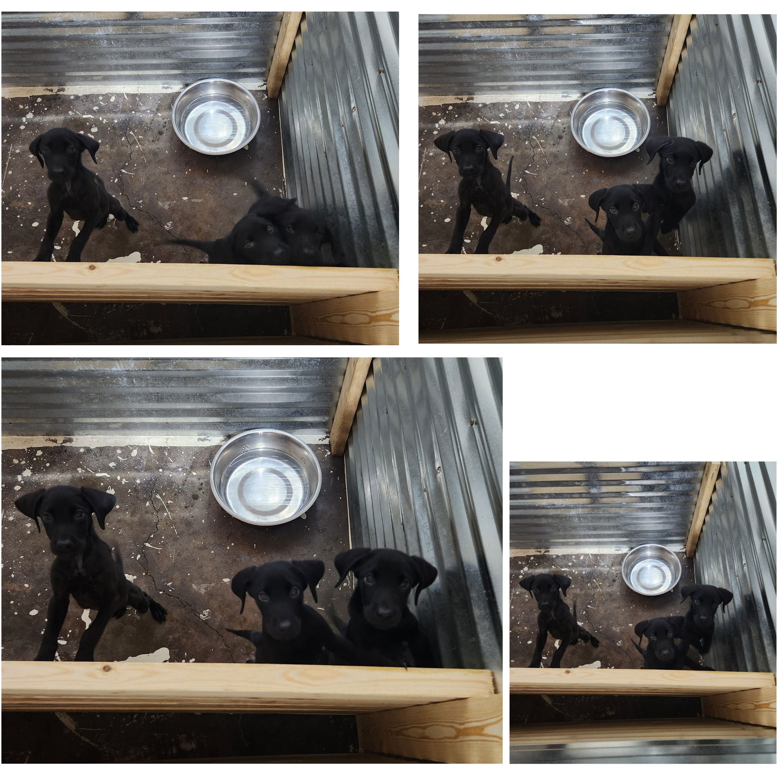 Sugar & Recon's Purebred Labrador Puppies 900+ Titles Champion-Pedigree Labrador Puppies AKC Registered