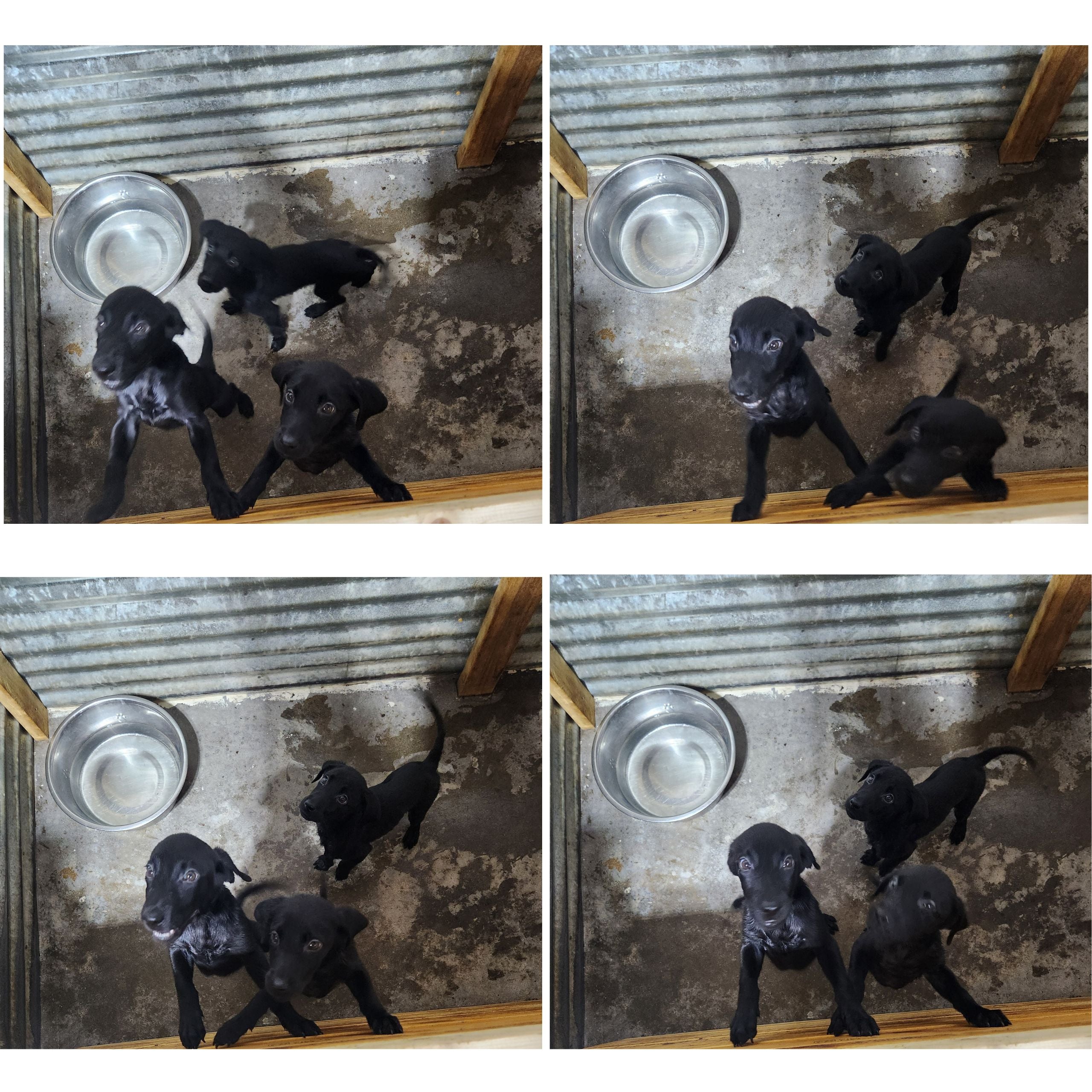 Sugar & Recon's Purebred Labrador Puppies 900+ Titles Champion-Pedigree Labrador Puppies AKC Registered