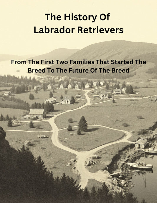 The History Of Labradors