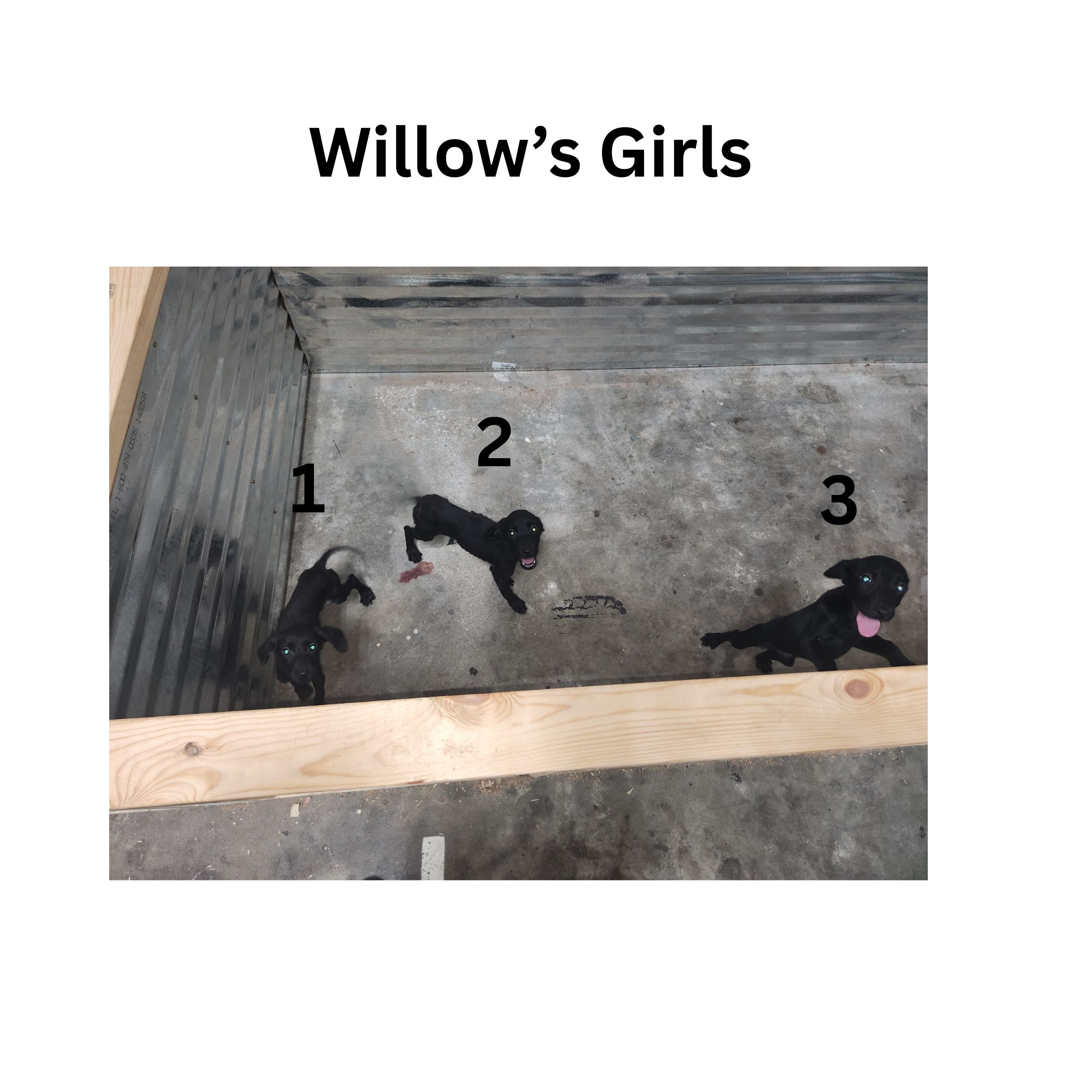 Willow & Recon's Purebred Labrador Puppies 900+ Titles Champion-Pedigree Labrador Puppies AKC Registered