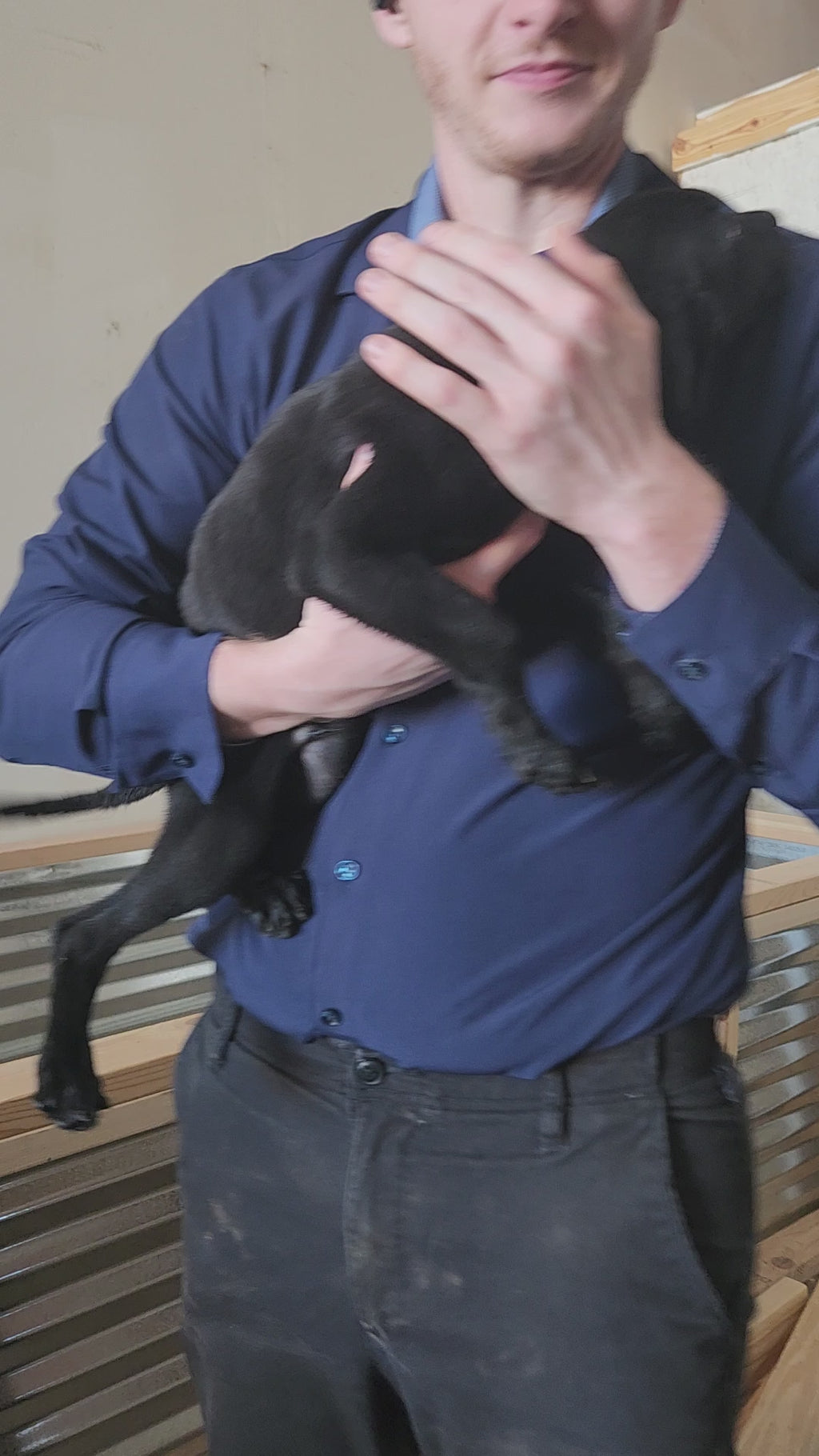 Willow & Recon's Purebred Labrador Puppies 900+ Titles Champion-Pedigree Labrador Puppies AKC Registered