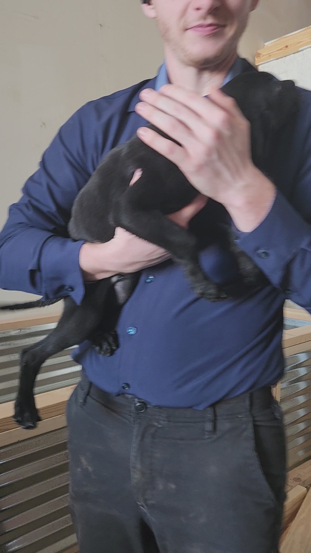 Willow & Recon's Purebred Labrador Puppies 900+ Titles Champion-Pedigree Labrador Puppies AKC Registered