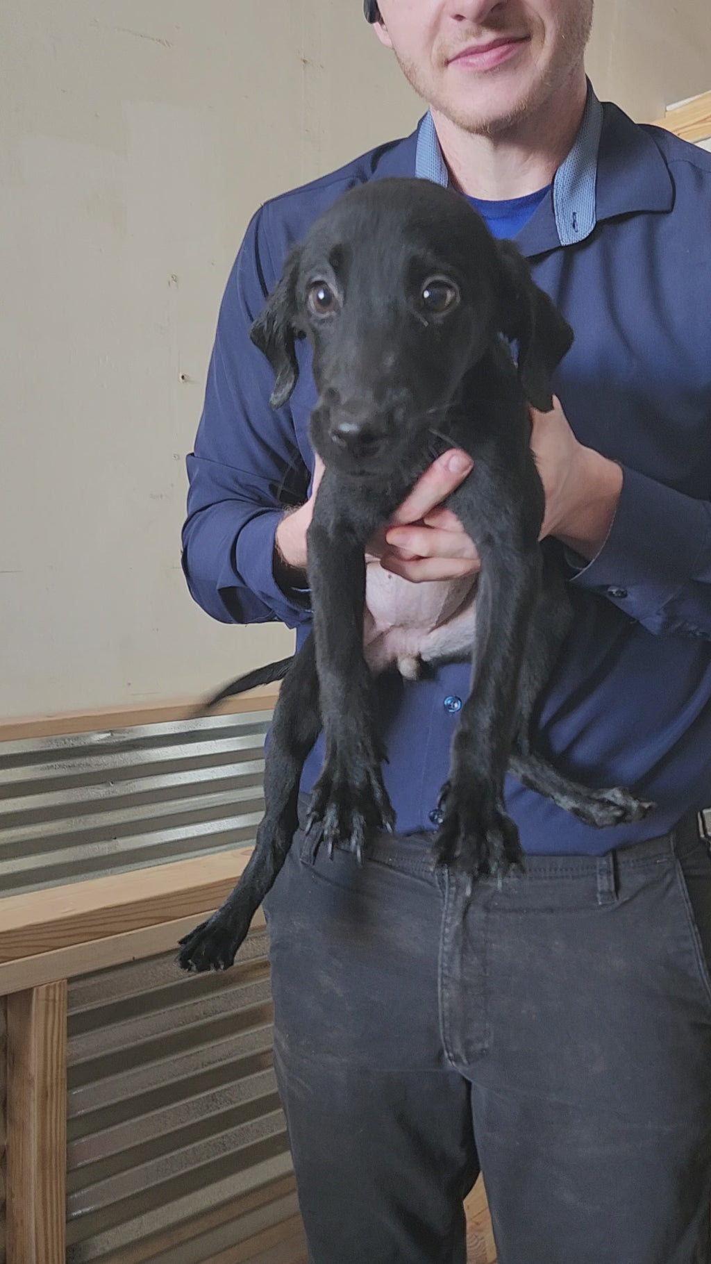 Sugar & Recon's Purebred Labrador Puppies 900+ Titles Champion-Pedigree Labrador Puppies AKC Registered